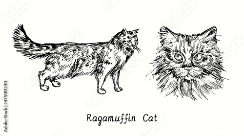 Fotografie Ragamuffin Cat collection, head front view and standing side view
