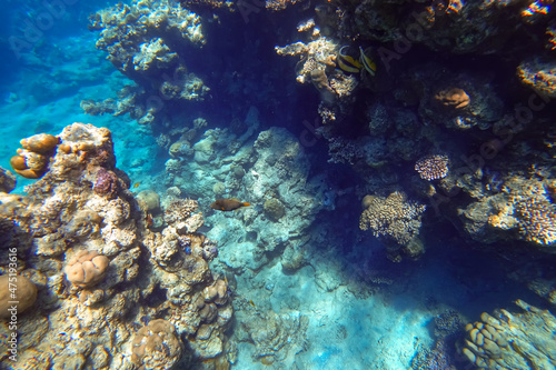 Amazing underwater world of the Red Sea beautiful tropical fish swim in the distance