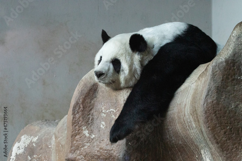 Sleeping Panda on the rock