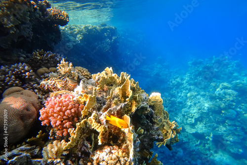 Amazing underwater world of the Red Sea beautiful colorful corals on the background of the blue abyss