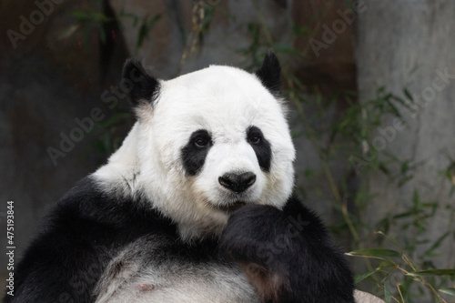 Cute pose of a sweet female panda © foreverhappy