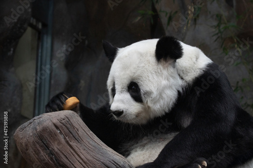 Fototapeta Naklejka Na Ścianę i Meble -  Fluffy Female panda , Lin Hui , eating bamboo biscuit