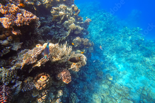 Amazing underwater world of the Red Sea tropical fish lurk near the corals