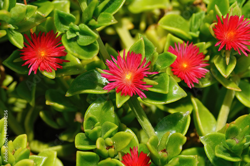 Closeup of the brilliant red flowers of the baby sun rose, Mesembryanthemum cordifolium photo