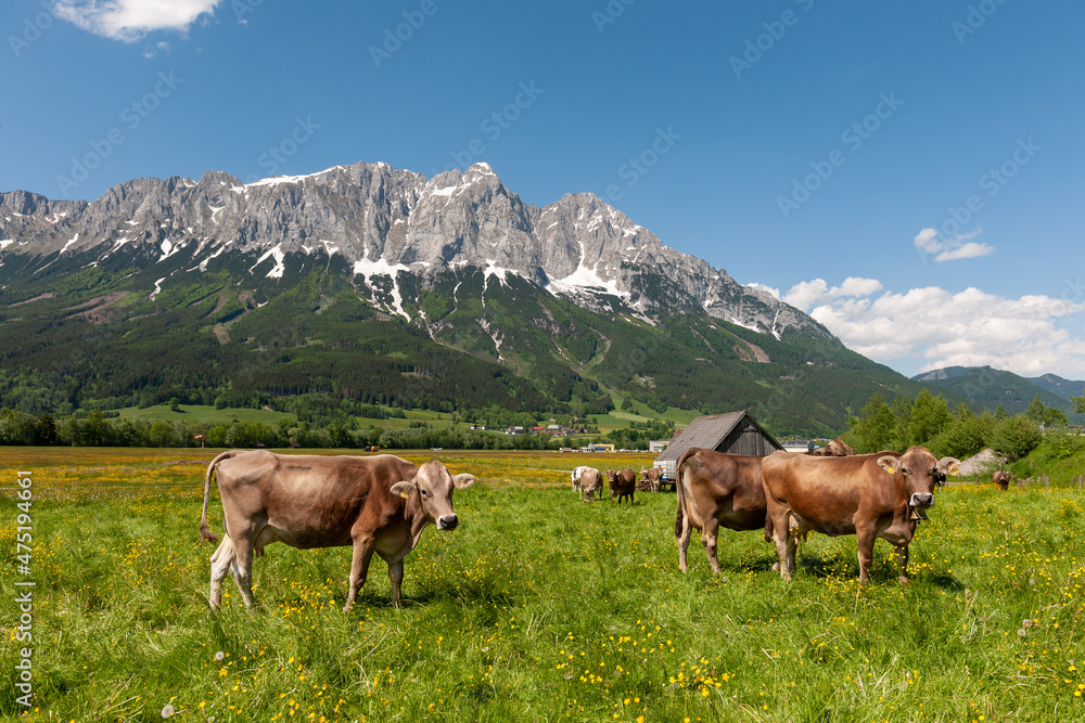 Weide mit Kuh im Ennstal, Austria, Österreich, Steiermark