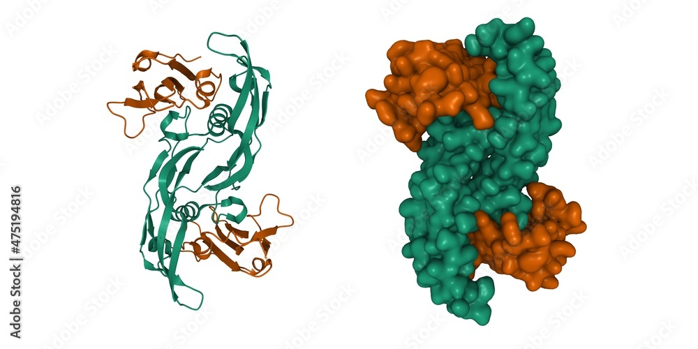 Crystals Bitmap Crystal structure of BMP-2 (green) in complex with BMPR-IA variant B12 ...