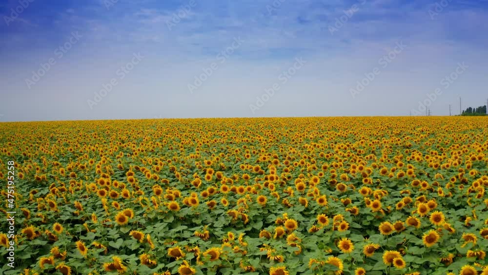 Immense sunflower field on sunny day. Huge agricultural field against the blue skies backdrop. Drone shot. Immense sunflower field on sunny day. Huge agricultural field against the blue skies backdrop. Drone shot.
