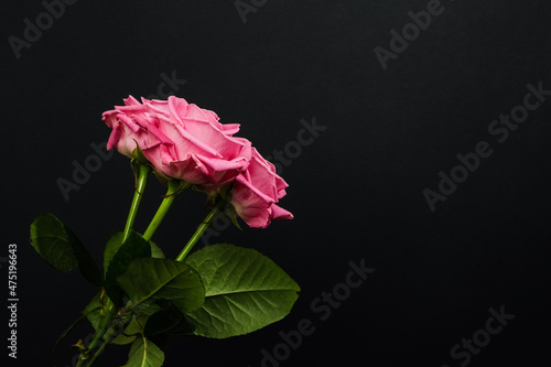 Tender pink roses bouquet isolated on dark background. Trendy banner for Valentines Day, International Womens Day or mothers day photo