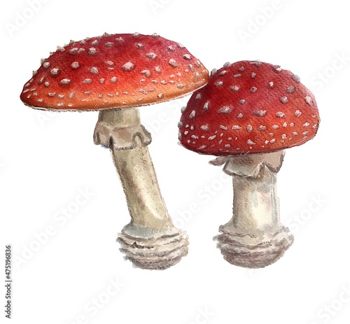 Amanita muscaria, watercolor mushroom, toadstool, digital painting, nature.