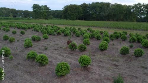 Aerial drone view of a tree plantage. Tree field seen from above. High quality 4k footage photo