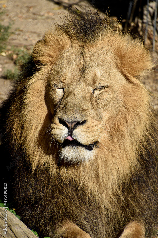 Lion , king isolated , Portrait Wildlife animal	