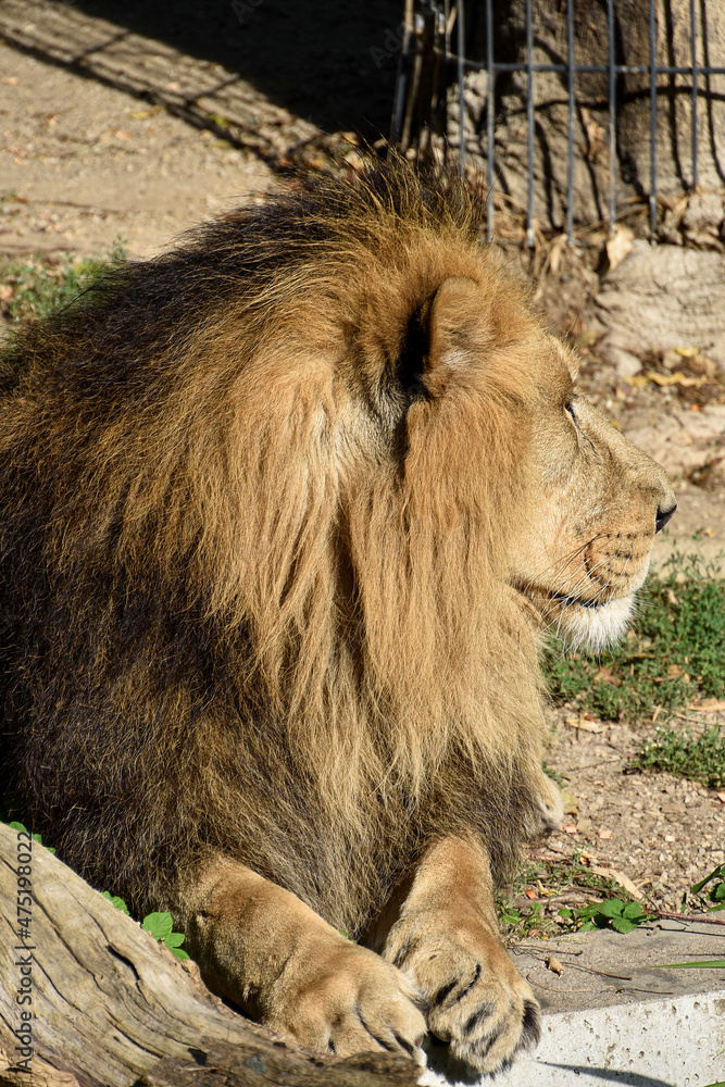 Naklejka premium Lion , king isolated , Portrait Wildlife animal 