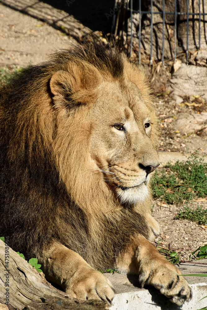 Lion , king isolated , Portrait Wildlife animal Lion , king isolated , Portrait Wildlife animal