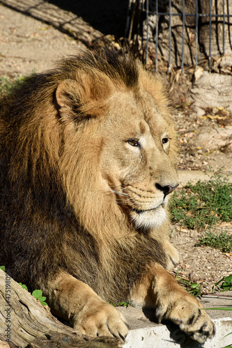 Lion   king isolated   Portrait Wildlife animal 