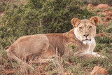 Lions in South Africa 