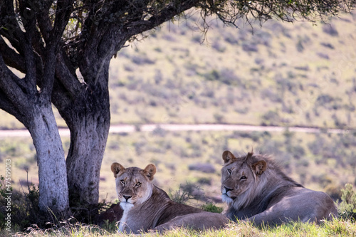 Lions in South Africa 
