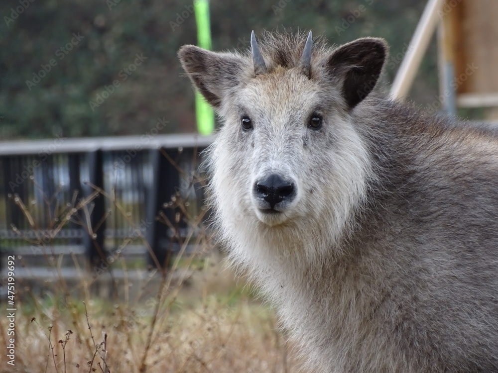 人里に現れたニホンカモシカ 人里に現れたニホンカモシカ