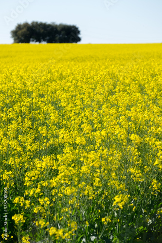 Countryside landscape full of yellow little flowers, Juan Lacaze, Colonia, Uruguay. © Marquicio