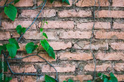 green ivy on the wall