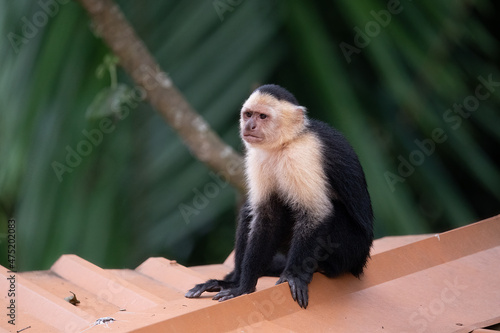 Photography White Faced Monkey or capuchin monkey in Costa Rica, small mammals with white and black coloring