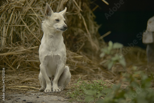 Canvas-taulu Puppy sitting in straw