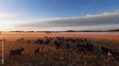 Aerial drone moves over big flock of black running cows on a sunny evening day, drone shot a foggy autumn field landscape in Manitoba, Canada photo