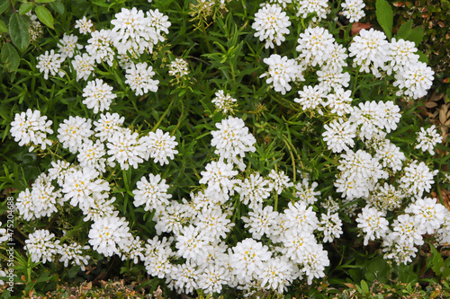 Alyssum blanc
