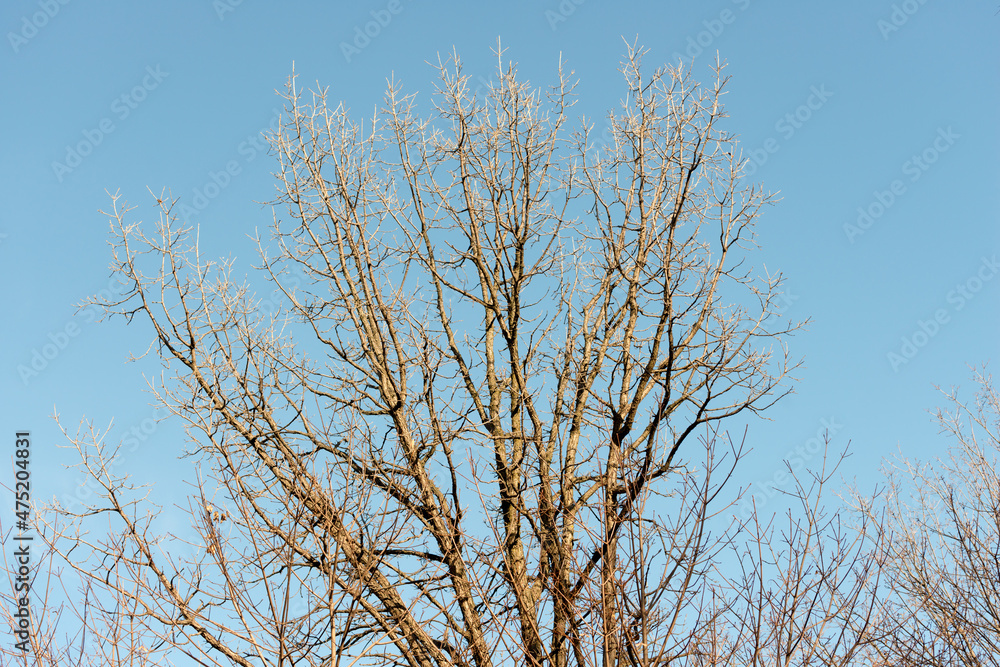 branches against sky branches against sky
