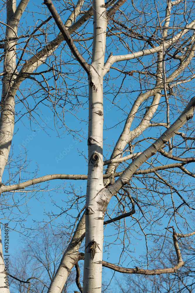 poplar tree on a sunny afternoon in december poplar tree on a sunny afternoon in december