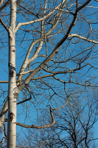 poplar tree and blue sky - december