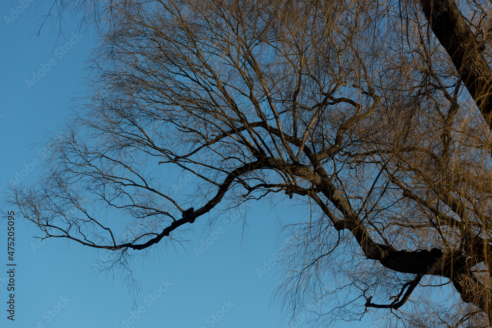 Obraz premium tree branches against blue sky