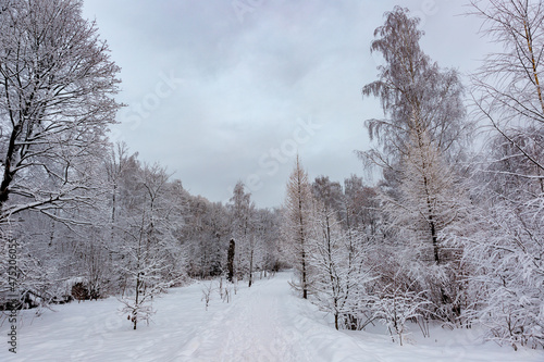 Beautiful winter landscape with field of white snow and forest on horizon on sunny frosty day © Ilya