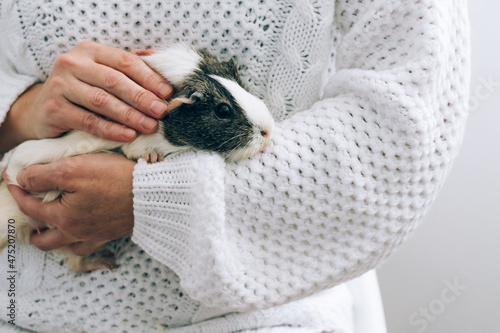 Fotografie A middle-aged woman holds a guinea pig in her arms