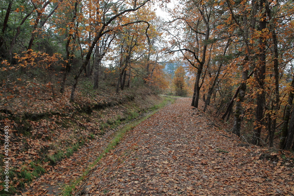 Fototapeta premium Autumns path