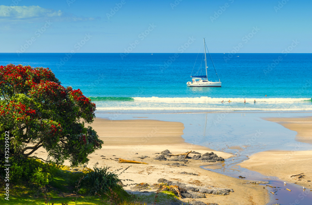 Panoramic View of Tawharanui Beach and Regional Park, Auckland New Zealand; White Sandy Beach during Low Tide