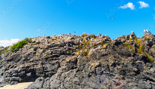 Obraz na płótnie Seagull Birds Nesting Rocks at Tawharanui Beach and Regional Park, Auckland New Zealand w salonie