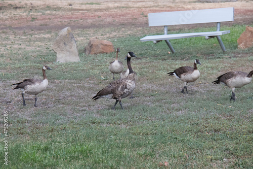 country geese in a park