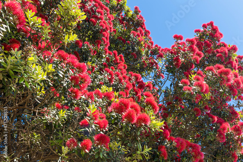 Obraz na płótnie Blooming Pohutukawa Flowers New Zealand; The Flowers are only Blooming in Summer Time w salonie