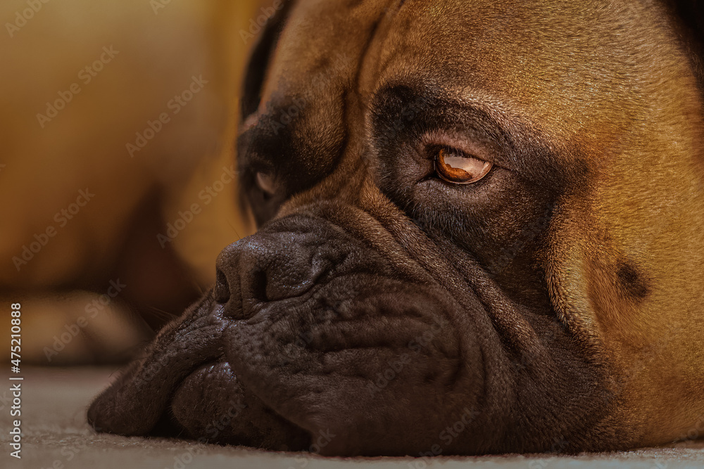2021-12-15 A CLOSE UP PORTRAIT OF A LARGE BULLMASTIFF WITH HER CHIN ON CARPET AND ONE EYE VISIBLE WITH A SAD LOOK