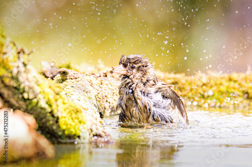 Eurasian sparrow taking a bath in a garden pool against a blurred background Fototapet