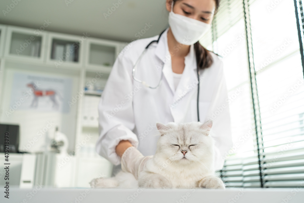 Asian veterinarian examine cat during appointment in veterinary clinic Asian veterinarian examine cat during appointment in veterinary clinic