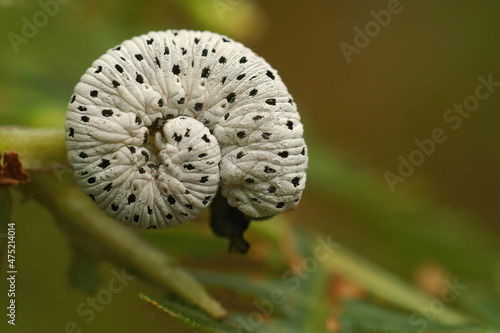 Closeup on the black white caterpillar of the figwort sawfly, Tenthredo scophulariae photo