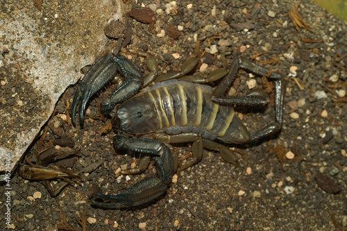 Closeup on the South African flat rock sorpion, Hadogenes troglodytes photo