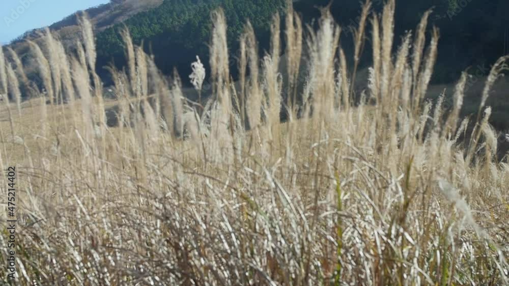 Susuki Chinese silver grass field in Hakone, Japan, autumn
