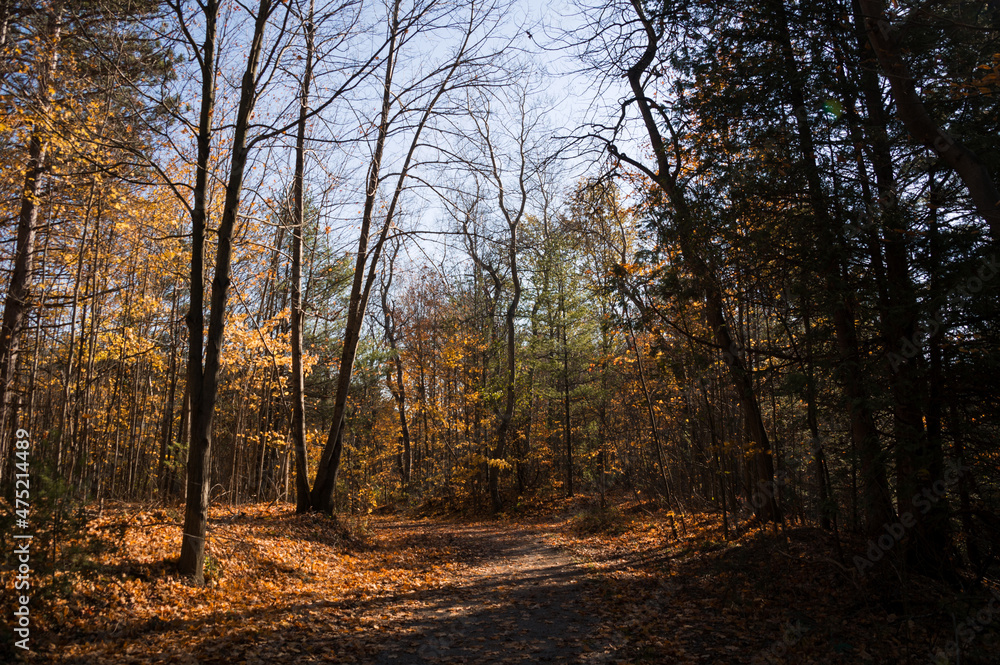 Sunny autumn day view along the pathway on Humber Valley Heritage Trail near Kleinburg, Ontario, Canada