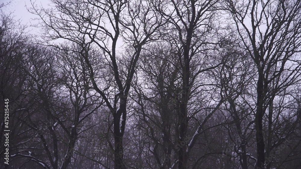 Bare tree trunks and naked branches on a gray cloudy sky background. White and black contrast of nature in wintertime. Parks and outdoors wooded environment in the winter season with a bit of snow. Bare tree trunks and naked branches on a gray cloudy sky background. White and black contrast of nature in wintertime. Parks and outdoors wooded environment in the winter season with a bit of snow.