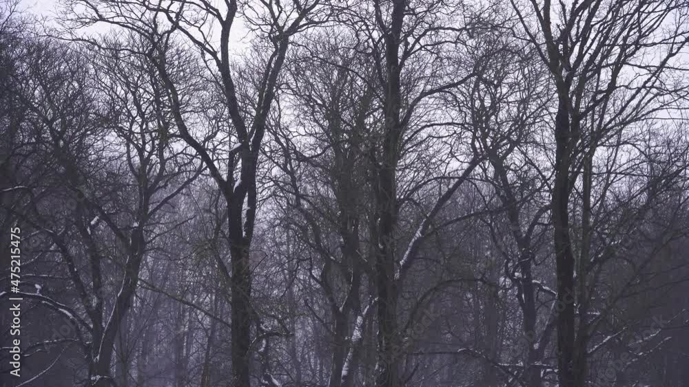 Bare tree trunks and naked branches on a gray cloudy sky background. White and black contrast of nature in wintertime. Parks and outdoors wooded environment in the winter season with a bit of snow. Bare tree trunks and naked branches on a gray cloudy sky background. White and black contrast of nature in wintertime. Parks and outdoors wooded environment in the winter season with a bit of snow.