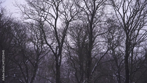 Bare tree trunks and naked branches on a gray cloudy sky background. White and black contrast of nature in wintertime. Parks and outdoors wooded environment in the winter season with a bit of snow.