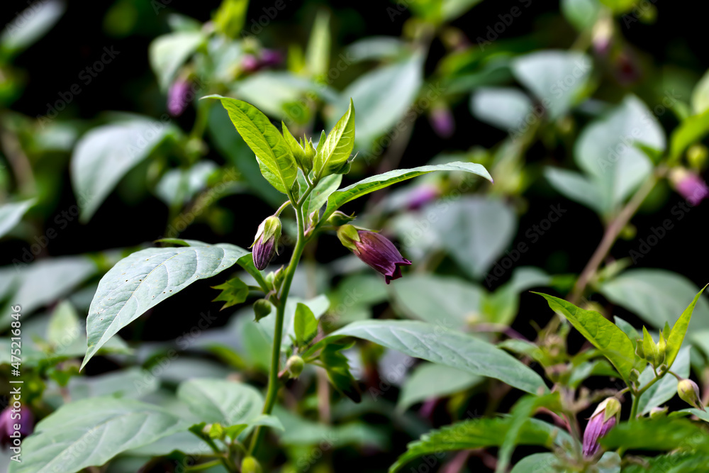 Obraz premium Flowers of belladonna - Atropa belladonna - by the wayside in summer, Bavaria, Germany, Europa