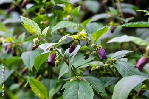 Flowers of belladonna - Atropa belladonna -  by the wayside in summer, Bavaria, Germany, Europa
